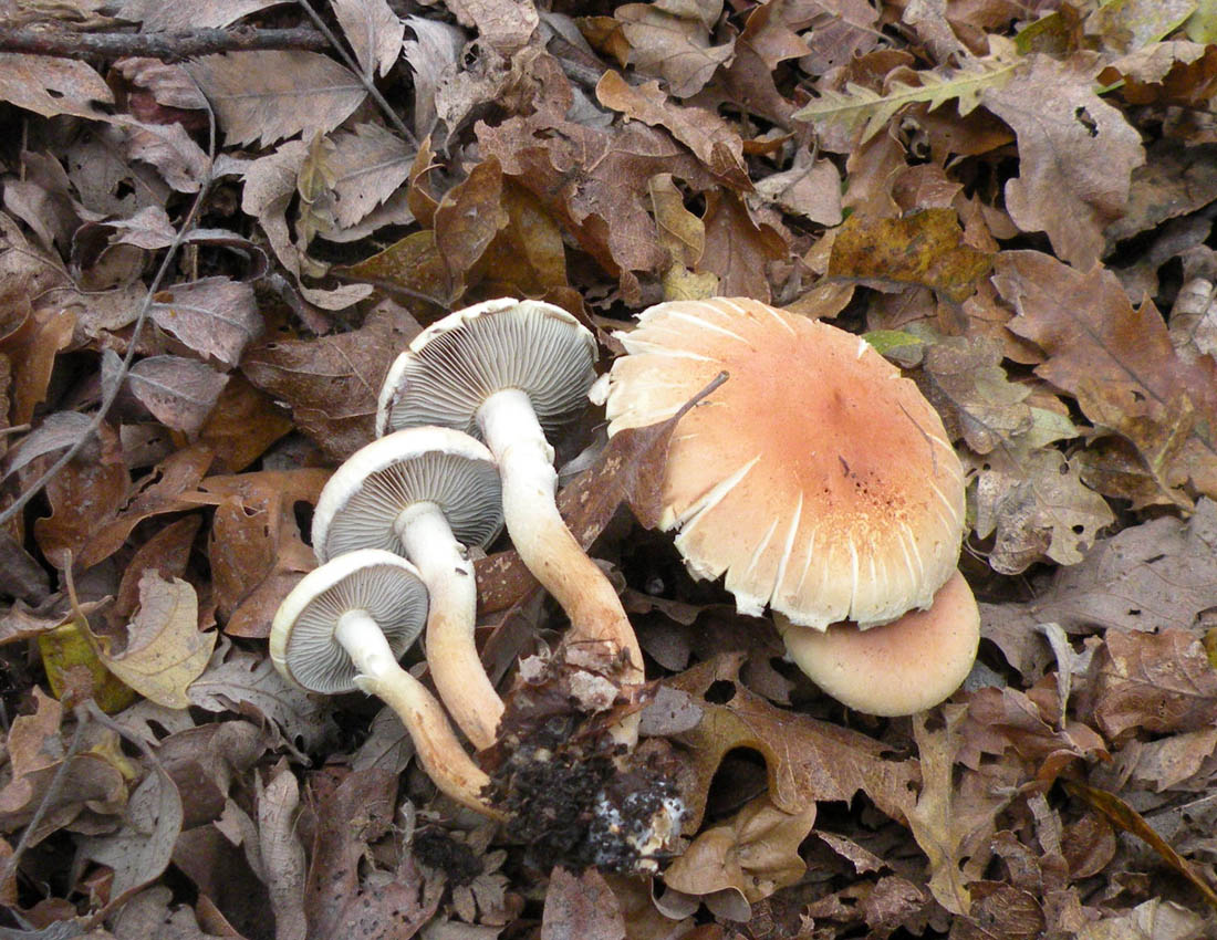 Nei boschi di Ulderico